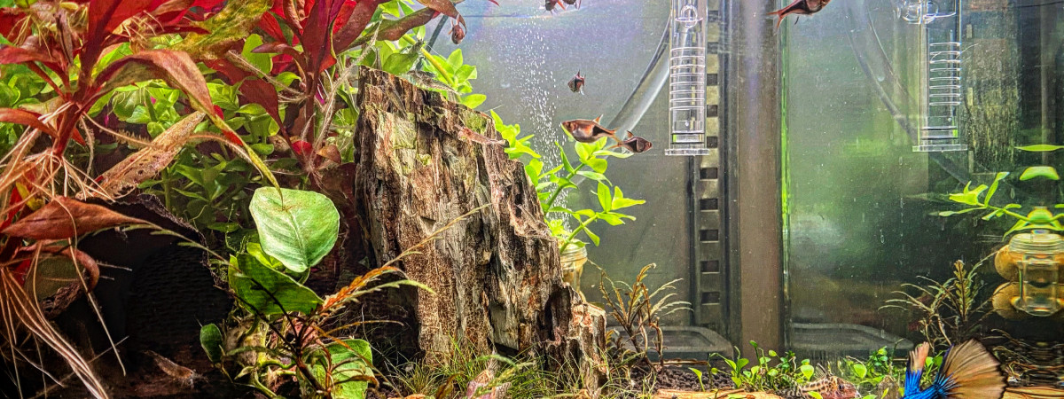 aquarium Nano