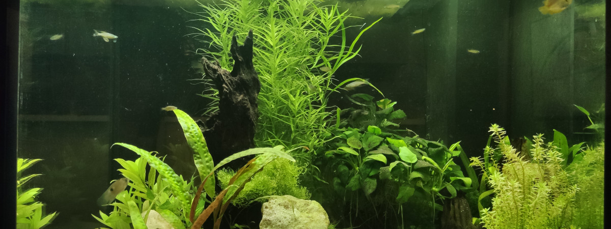 aquarium lido 200