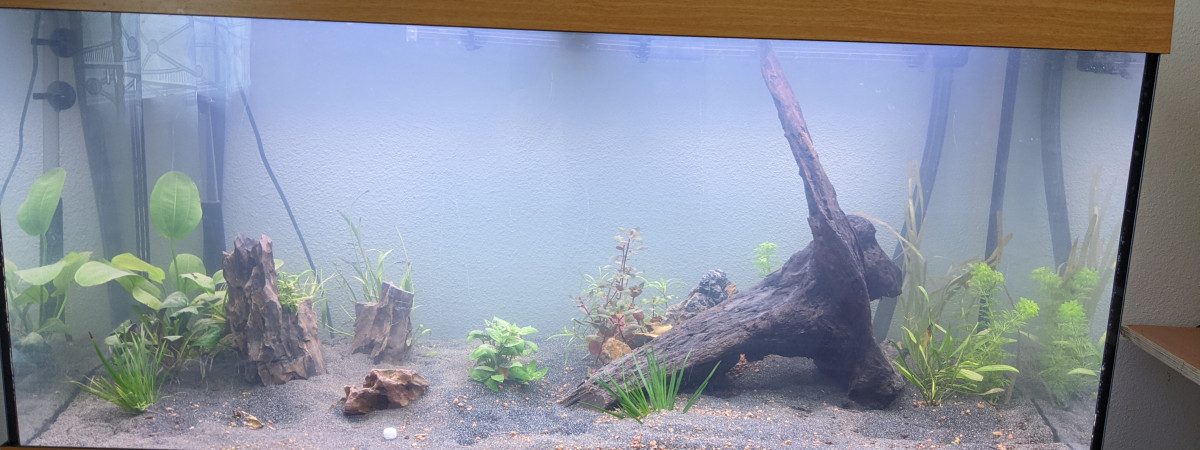 aquarium Tropical Amerique 180