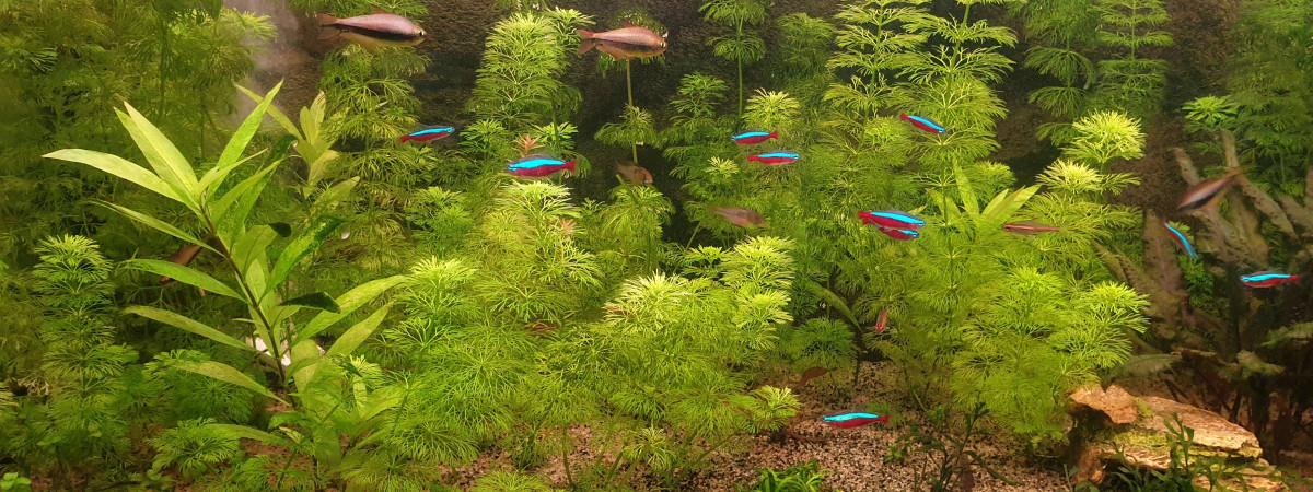 aquarium Amaz1