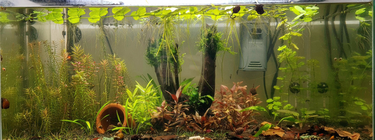 aquarium Aqua 58L