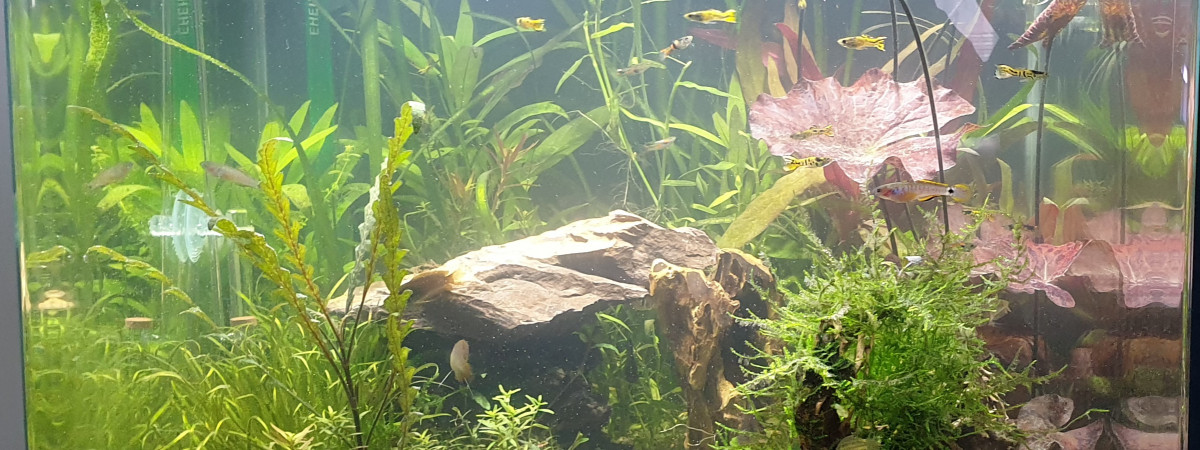 aquarium Bonsai