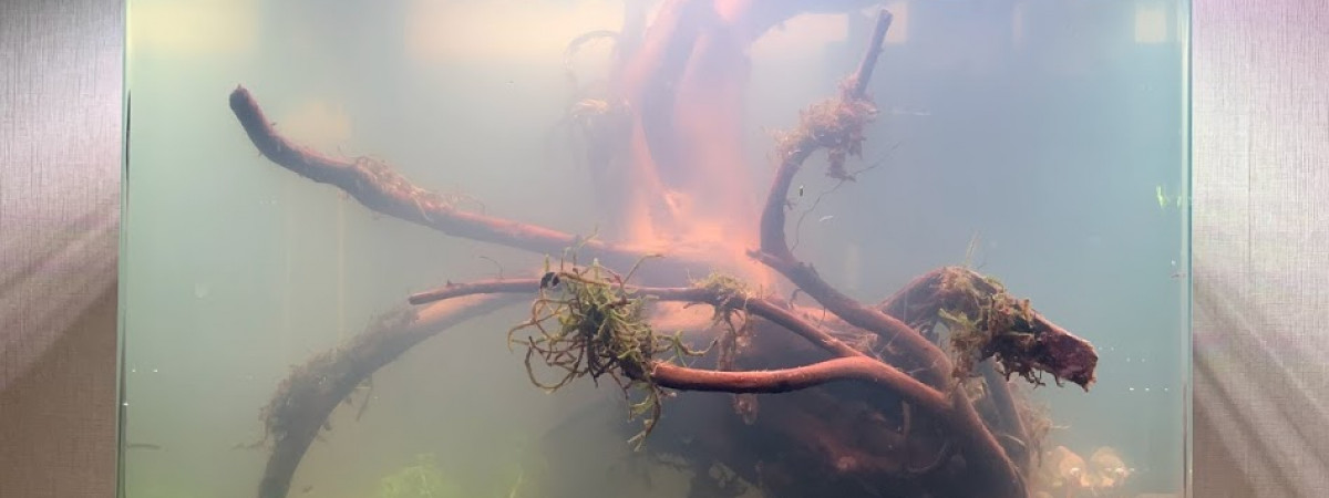 aquarium Lost Le Retour