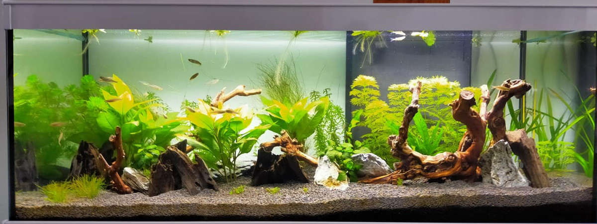 aquarium Bac asiatique
