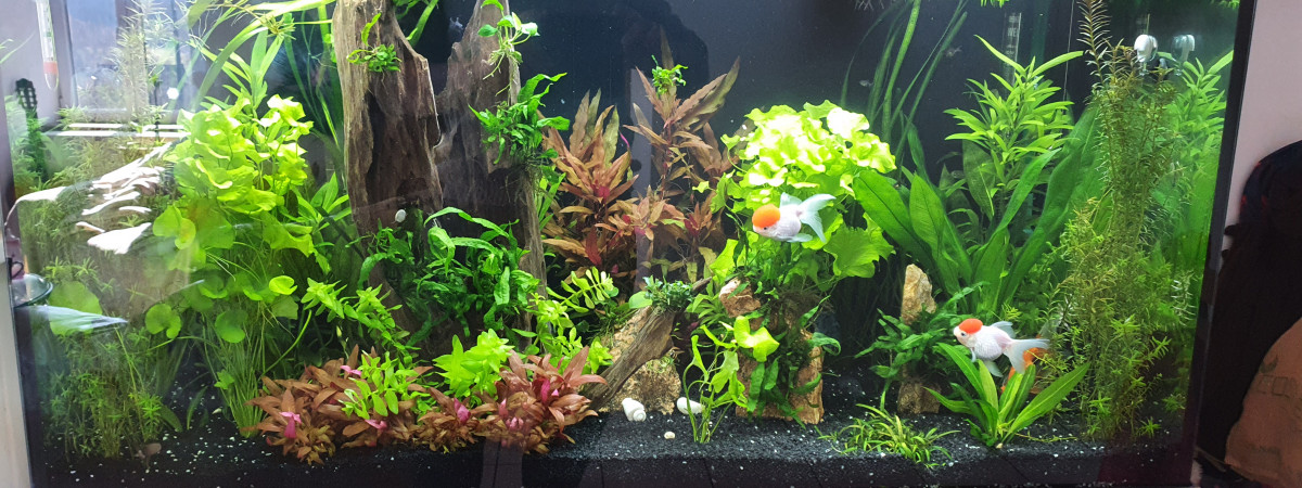 aquarium Orandas télescopes
