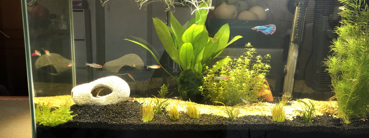 aquarium Aquarium eau douce
