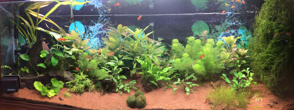aquarium Communautaire