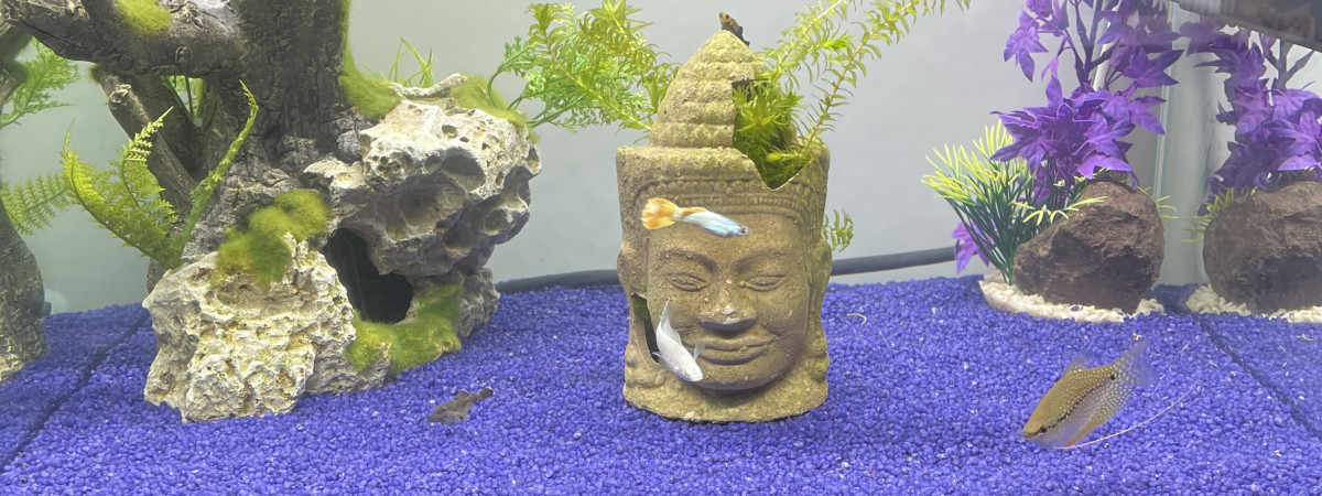 aquarium Ciano