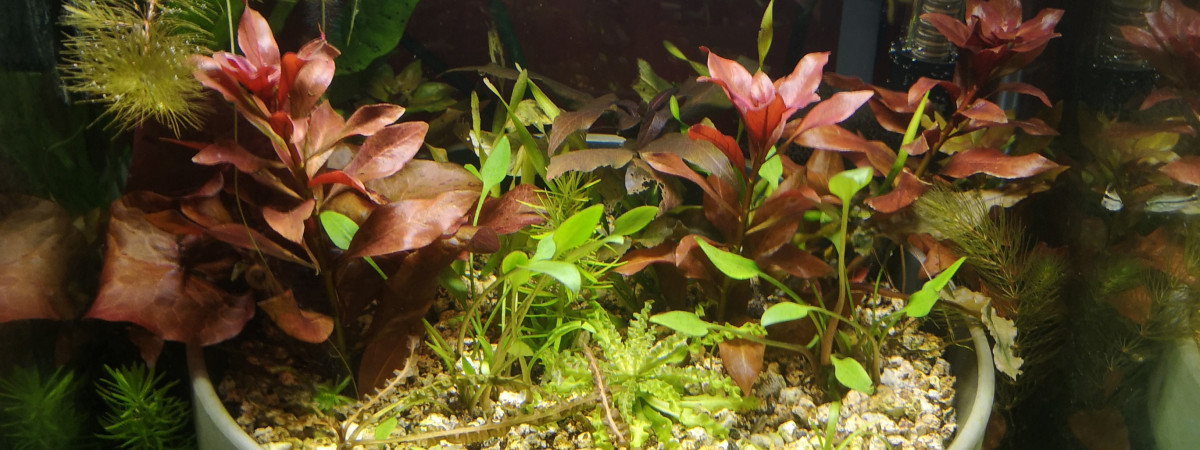 aquarium Nano