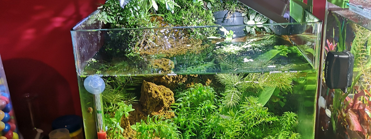 aquarium Nano