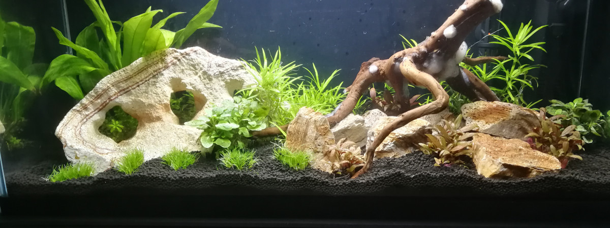 aquarium Reprise - 74 L