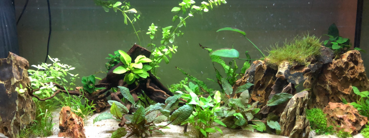 aquarium Mon premier bac en naturel