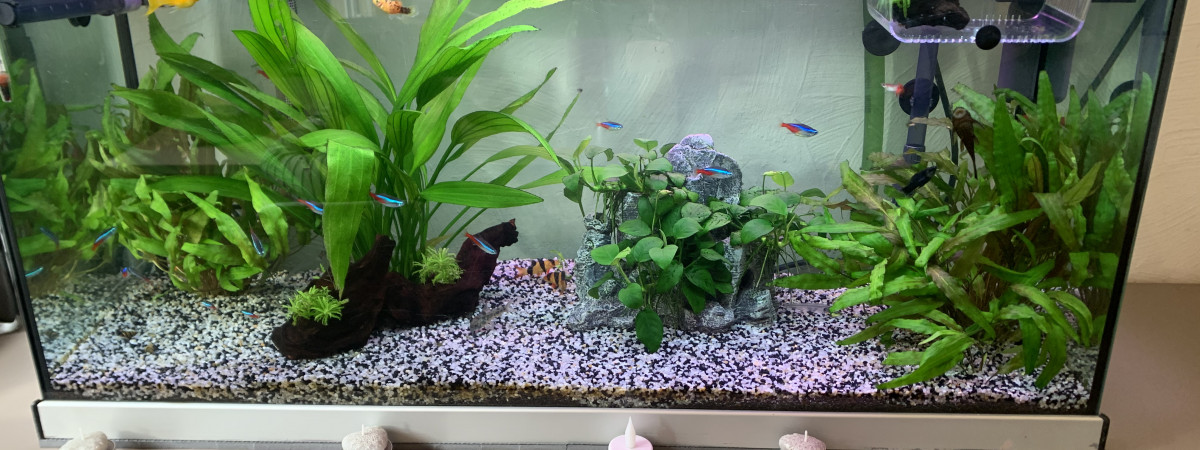 aquarium Zamy