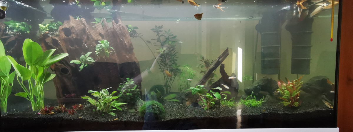 aquarium Arno