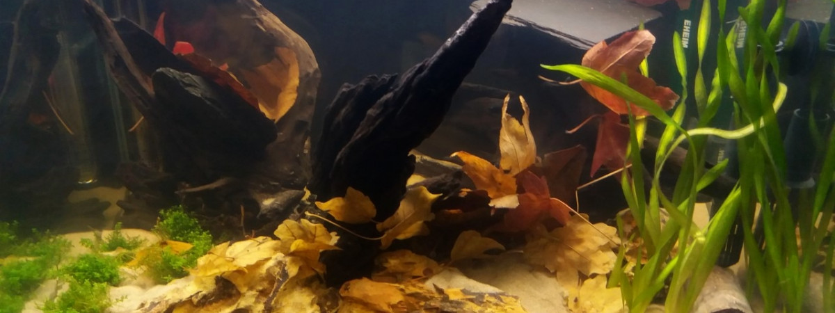 aquarium Cory