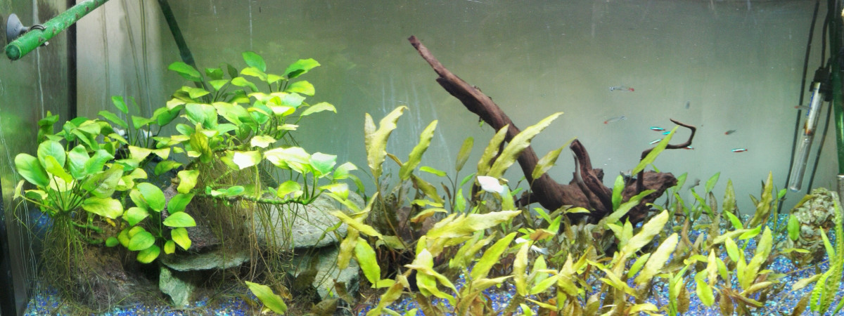 aquarium 180L