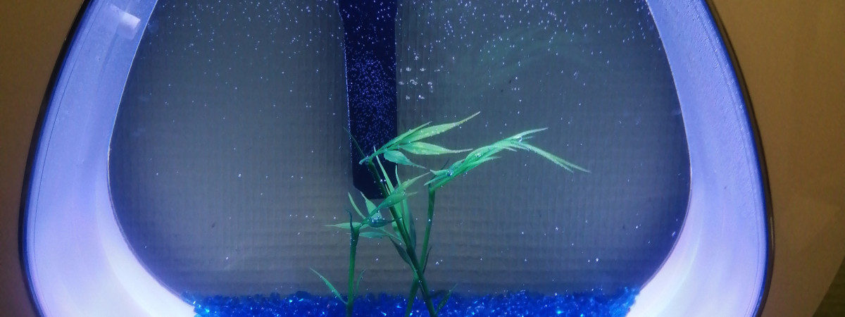 aquarium Mon 1er aquarium