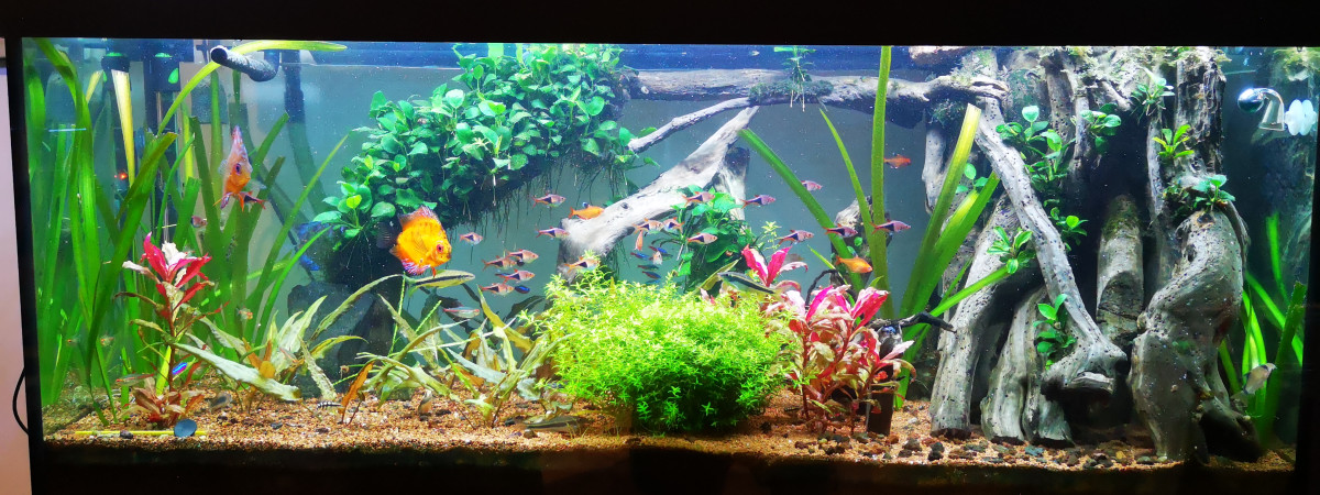 aquarium Bac 1