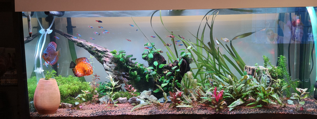 aquarium Bac 2