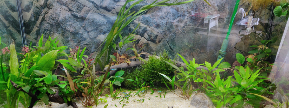 aquarium Aqua sandrine