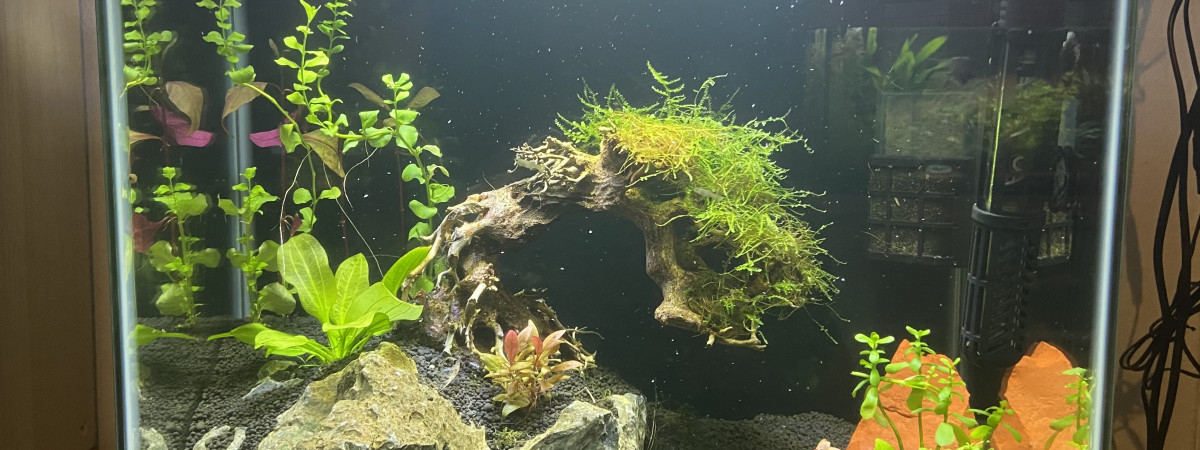 aquarium Nano aquarium bonsai pour crevettes