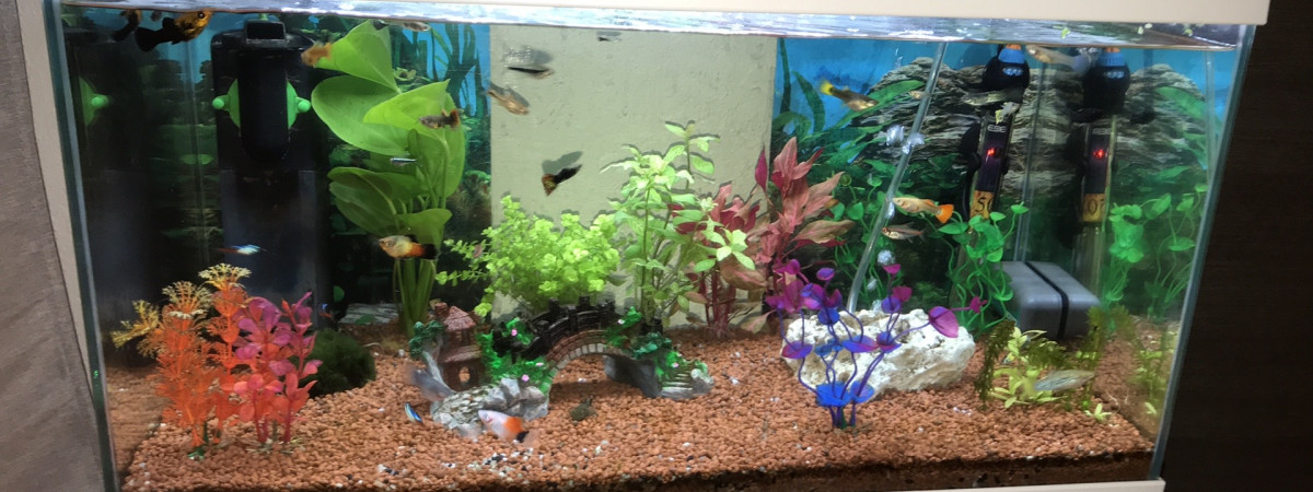 aquarium Guppyguppy 60l