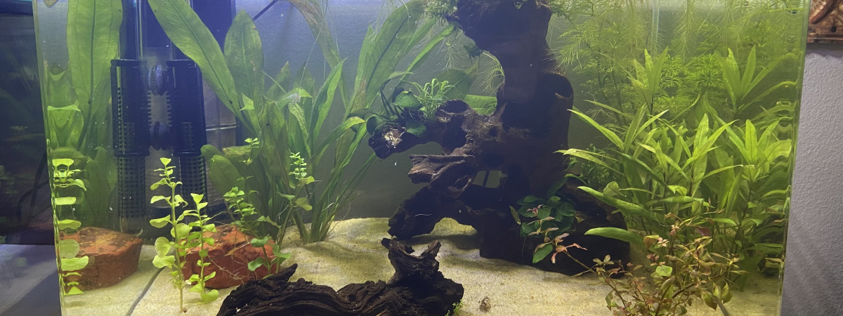 aquarium Aquarium spécifique grenouilles Hymenochirus boettgeri