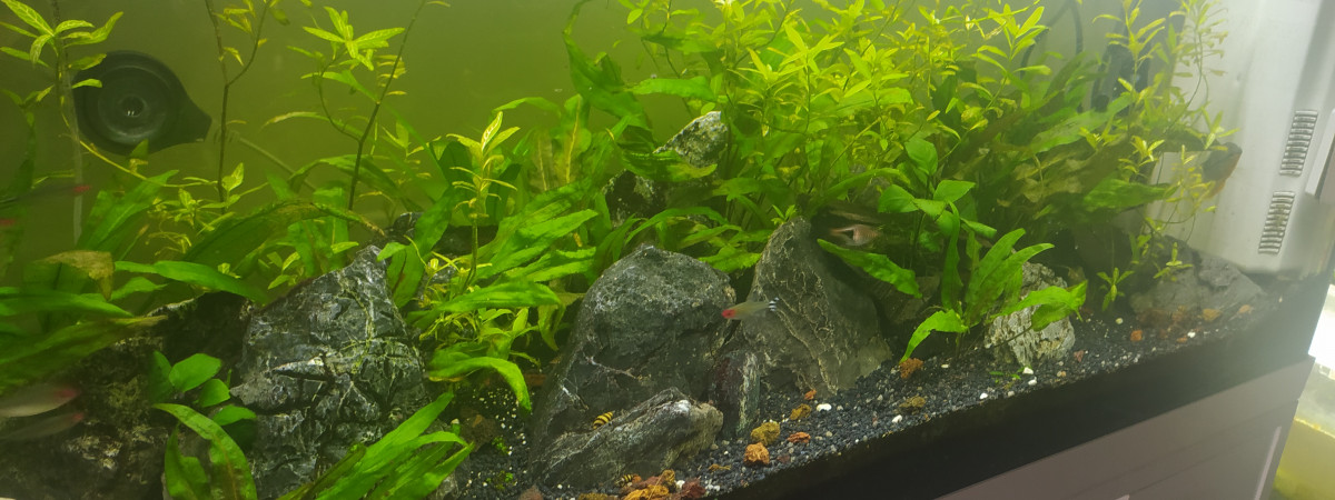 aquarium Aqua