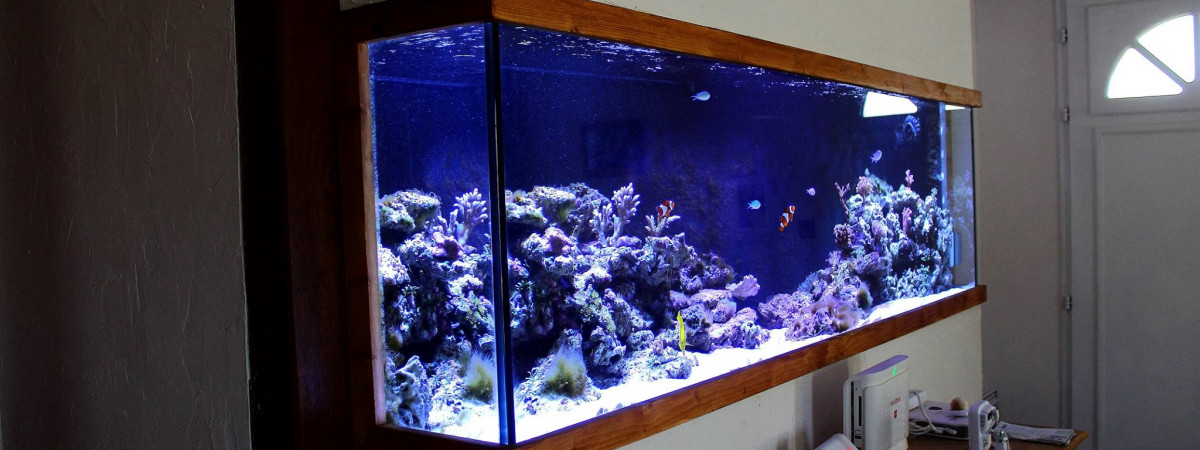 aquarium PatouZozo