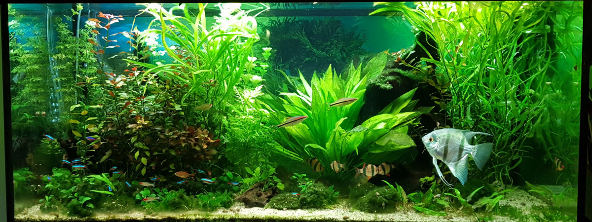 aquarium Amazonien