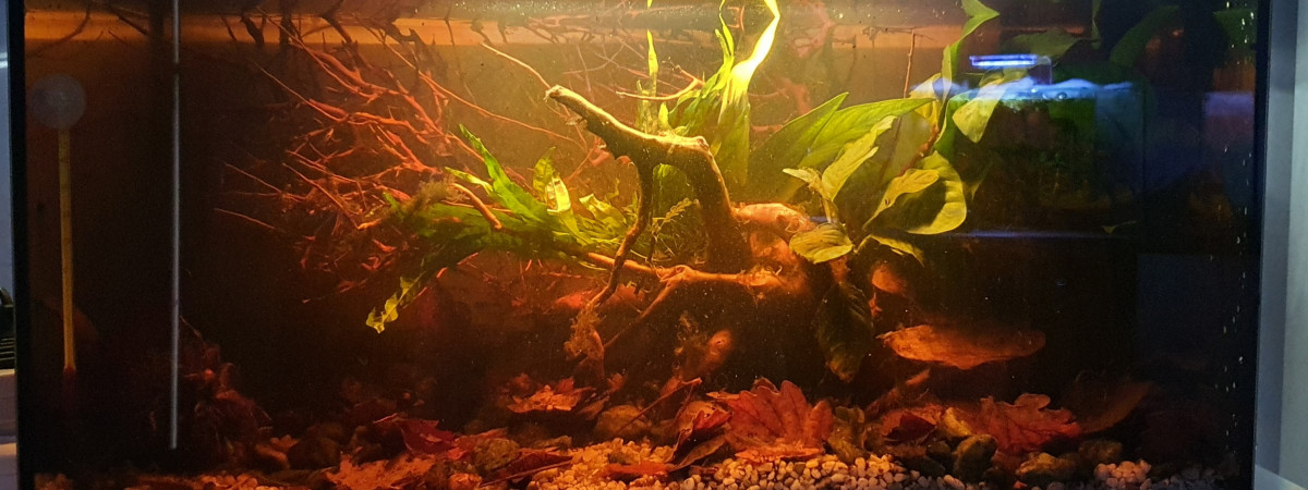 aquarium 54l killies