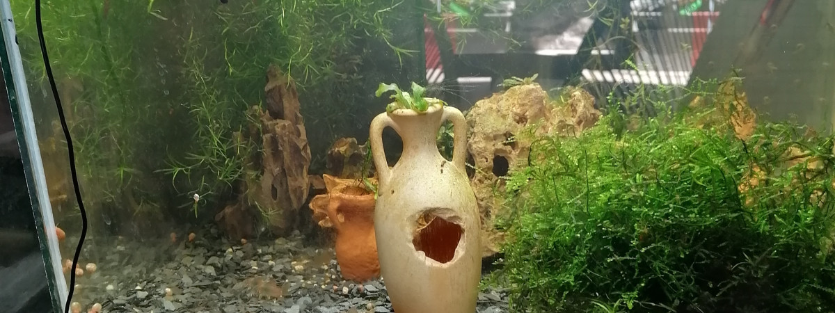 aquarium Ramirezi