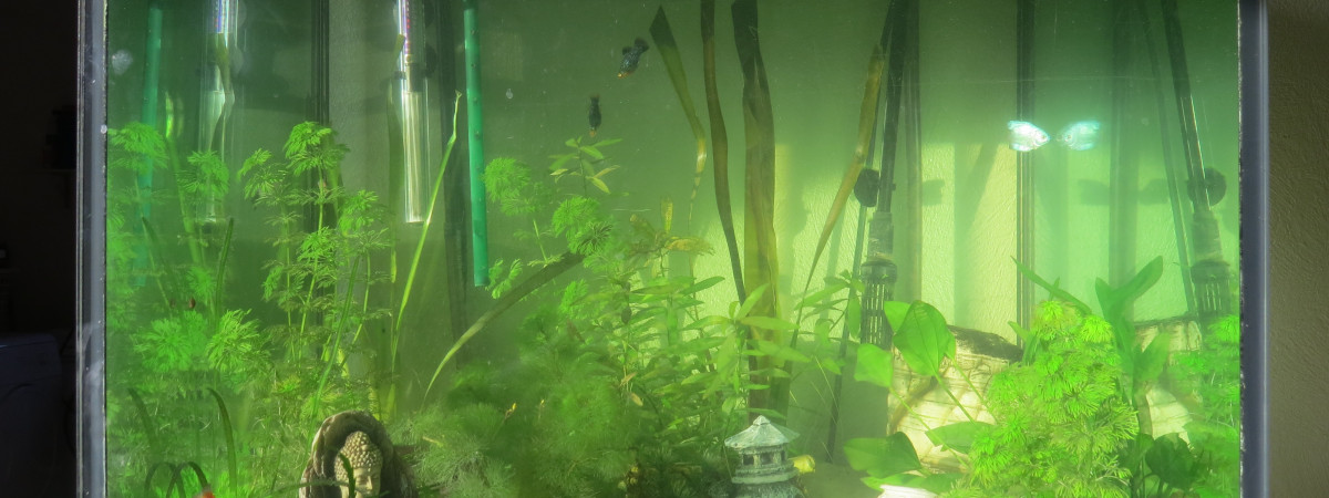 aquarium Etape supérieure 300L