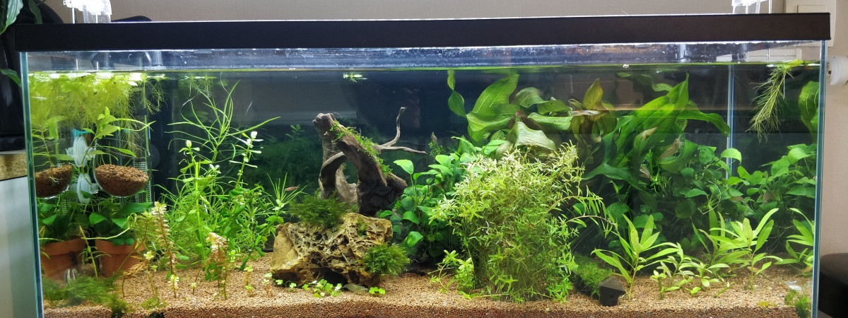 aquarium Le 80l plantes