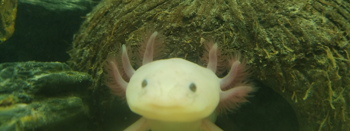 aquarium Le nid d amour de nos 2 Axolotls