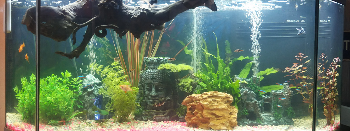 aquarium Aquarium juwel panoramique 100