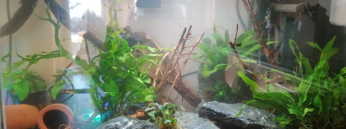 aquarium Nano aquarium