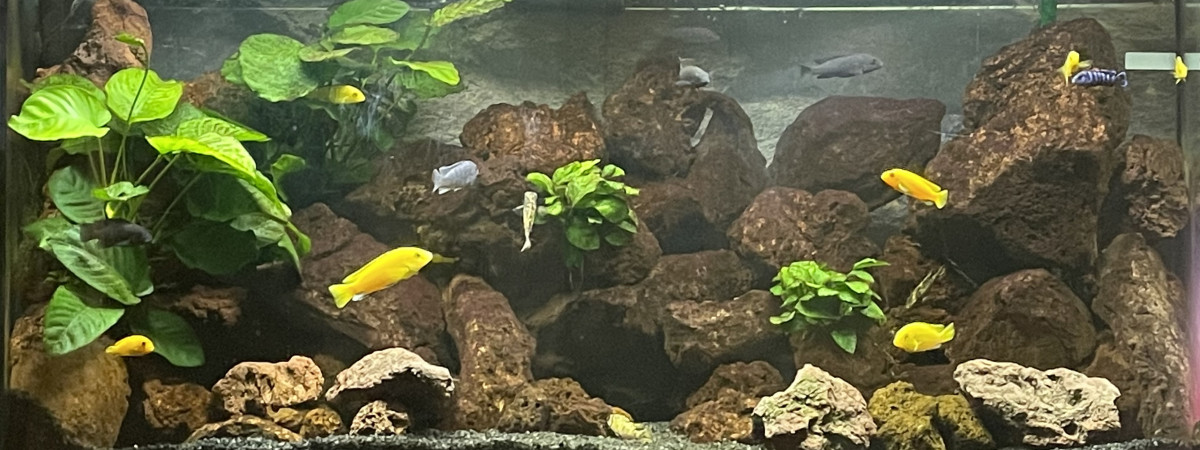 aquarium Malawi Volcanique