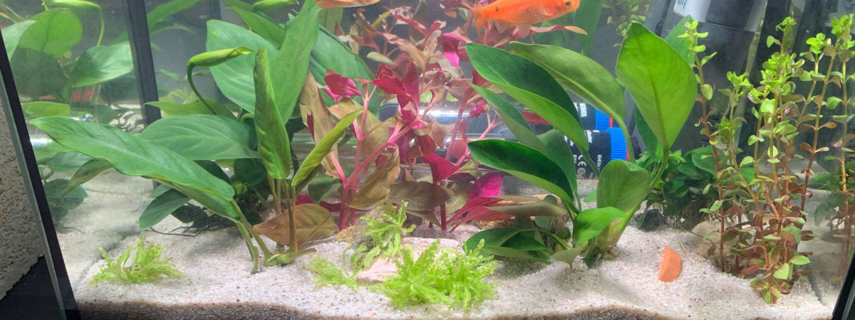 aquarium Aquarium à plantes