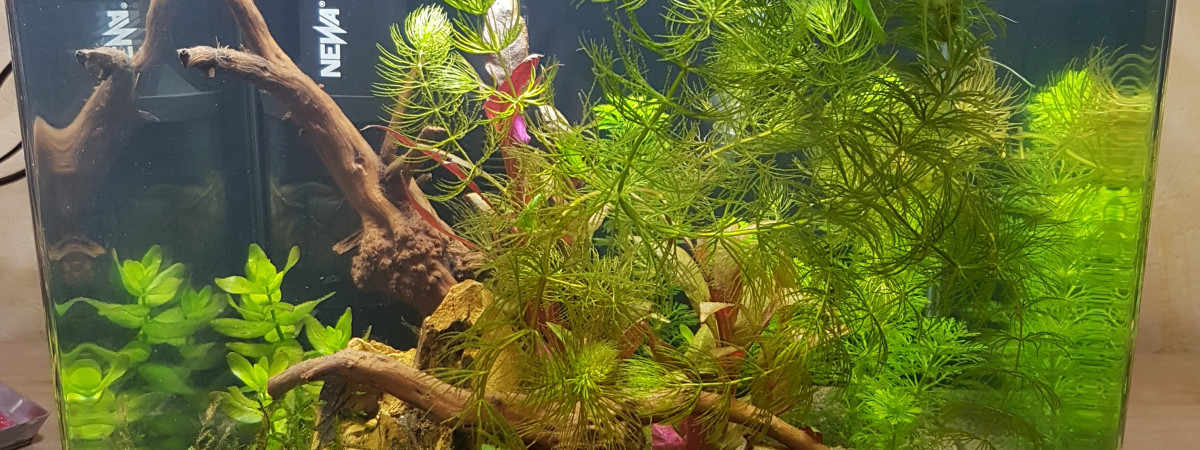aquarium Nano cube Dennerle