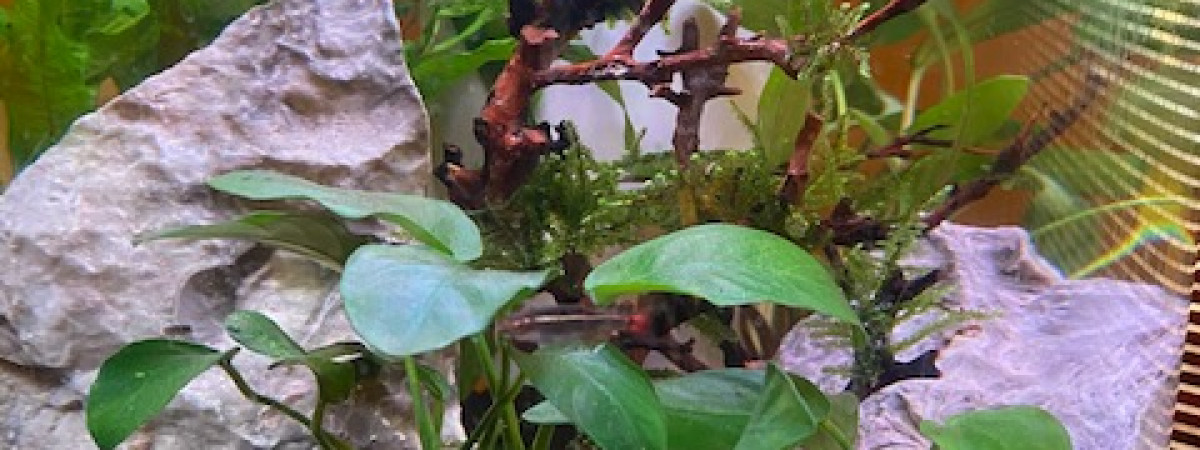 aquarium Coin de bureau