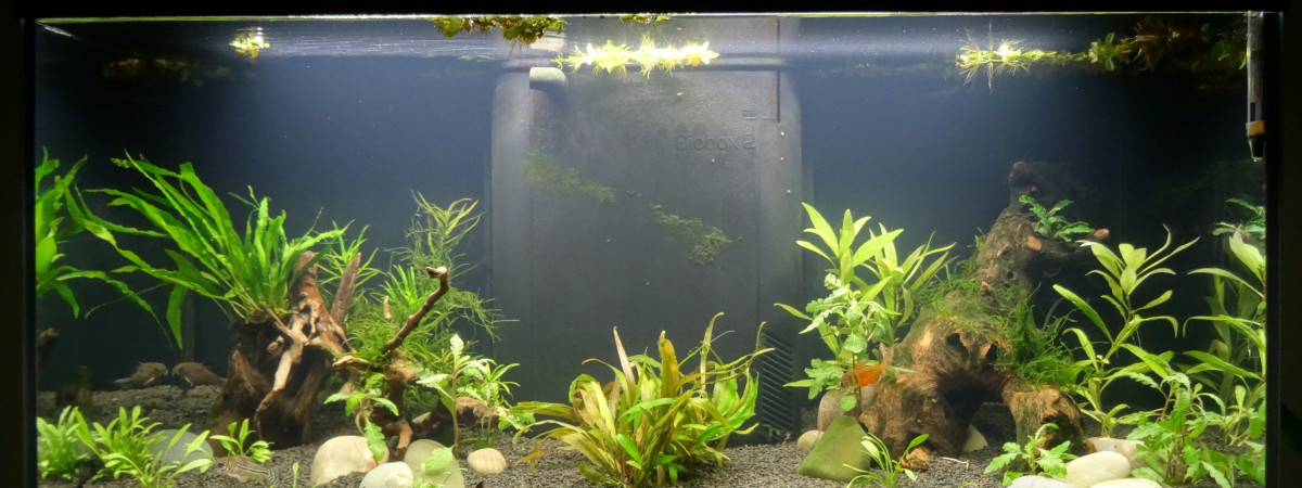 aquarium Asiatique