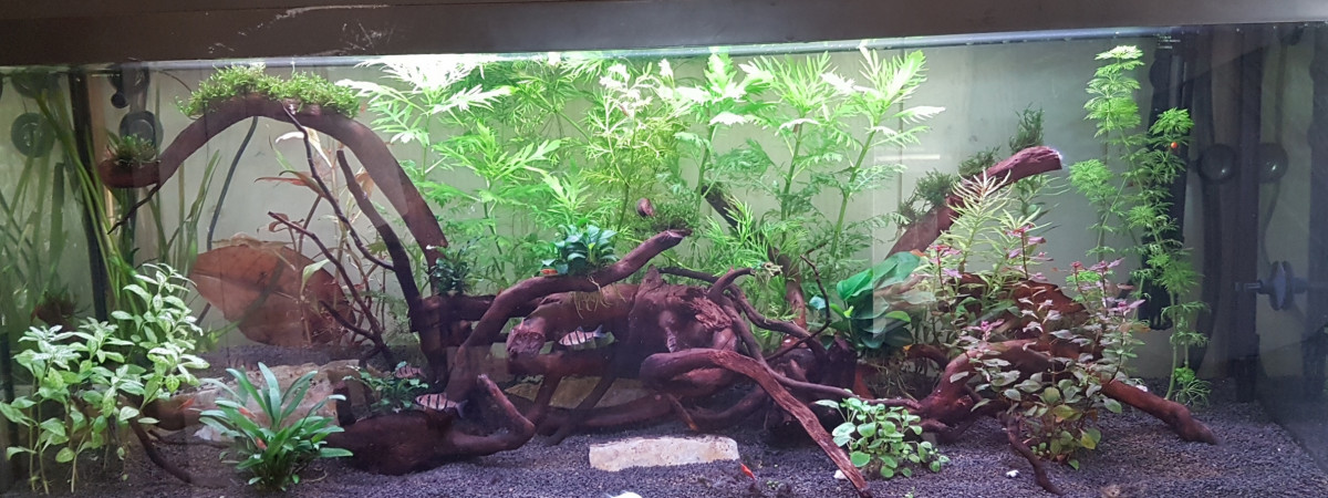 aquarium Salon