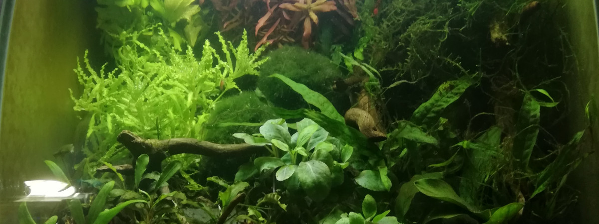 aquarium 40L