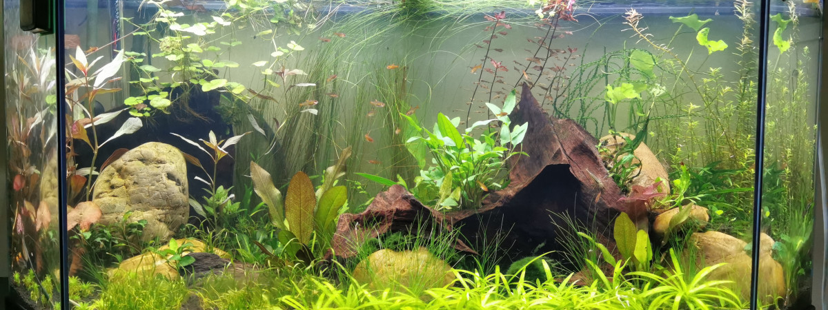 aquarium 180L