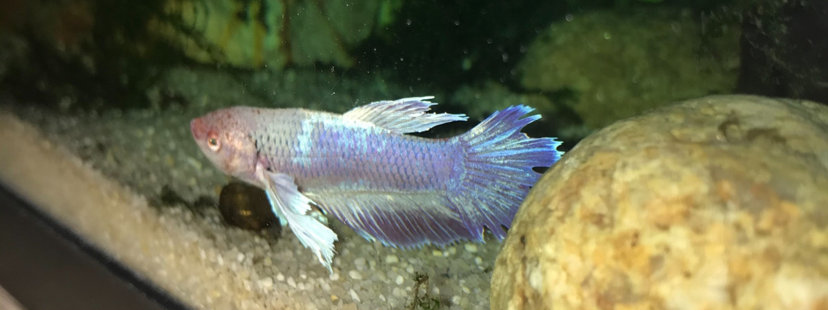 aquarium PROJET