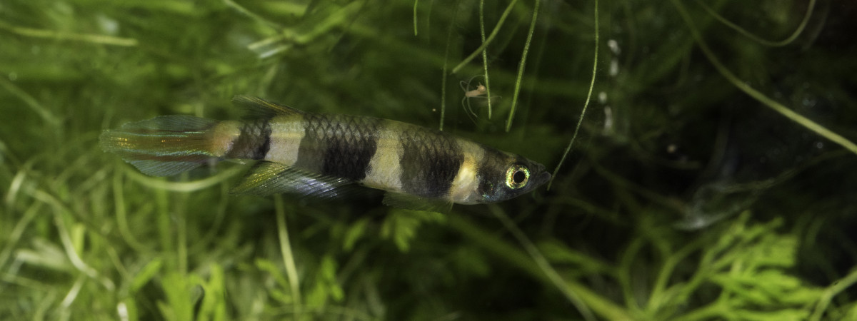 aquarium Pseudepiplatys annulatus