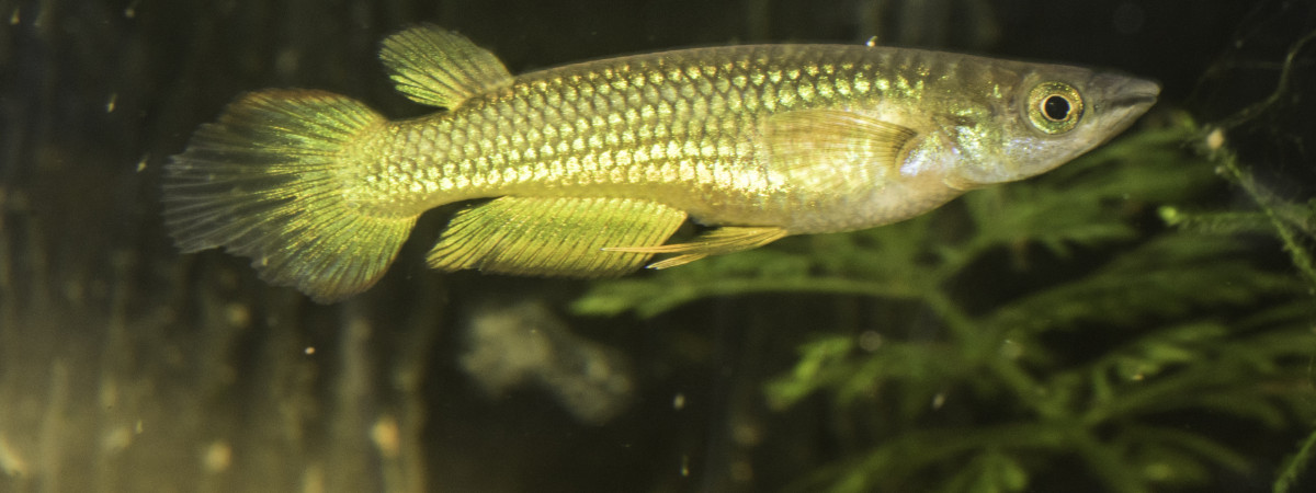 aquarium Aplocheilus lineatus gold