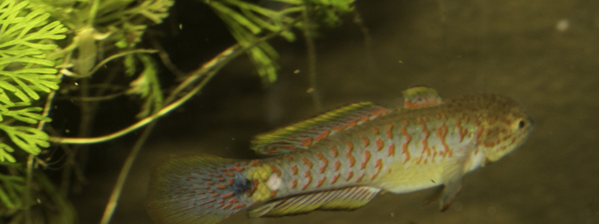 aquarium Tateurndina ocellicauda