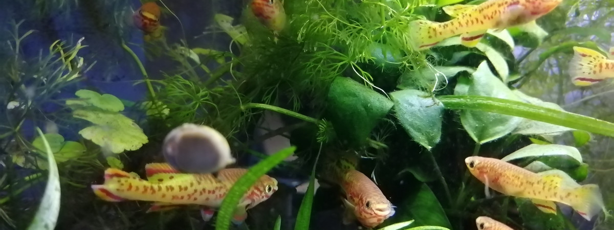 aquarium Fundulopanchax gardneri gold